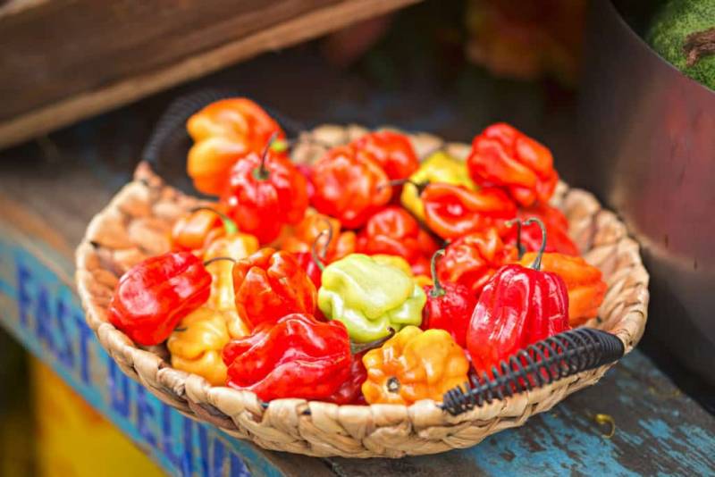 世界上最辣的辣椒有多辣？辣到極致的辣椒品種磐點