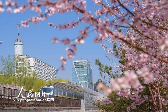 北京這趟列車正開往春天，詩意穿行花海間