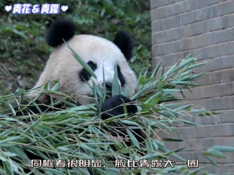可可爱爱两姐妹的直播，大熊猫青花青露的日常生活，青花吃饭举Jio Jio