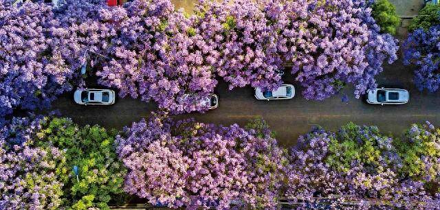 【媒体聚焦】神州春色 乘风而行——赏花季旅游热潮来袭
