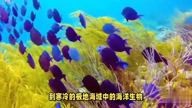 上海水族馆，海底世界的奇幻之旅