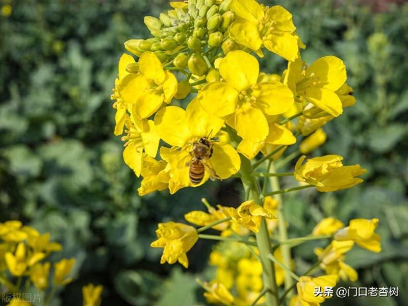 品種剖析之菜粕，菜系品種（菜油、菜粕、菜籽）的基本麪分析