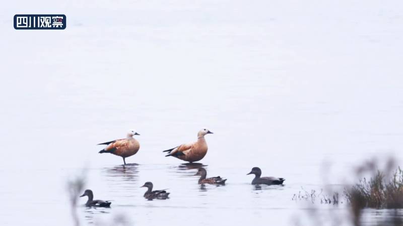 宜宾瀛洲岛，野鸭群舞绘生态美景