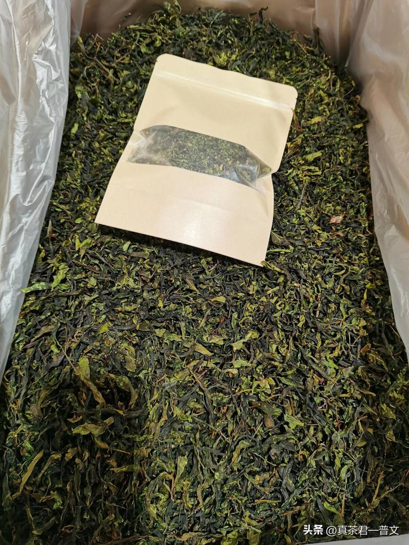 雲南問茶，千年古茶樹的秘密加工之旅