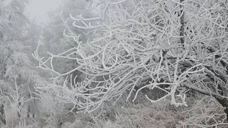 【美丽河北】承德兴隆雾灵山万树‘春花’盛开迎客来