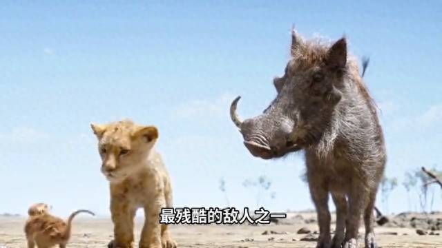 動物世界獅子王，獅子與水牛的生死較量