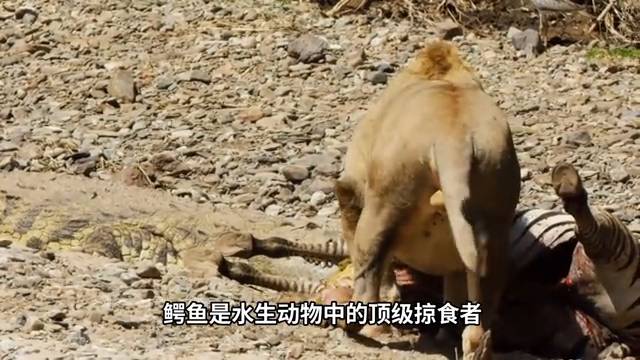 動物世界獅子王，獅子與水牛的生死較量