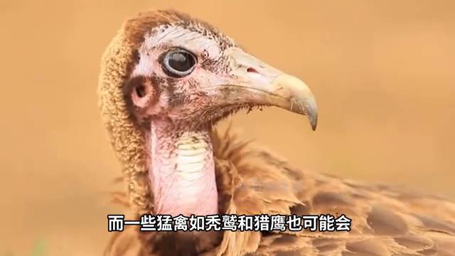 動物世界獅子王，獅子與水牛的生死較量