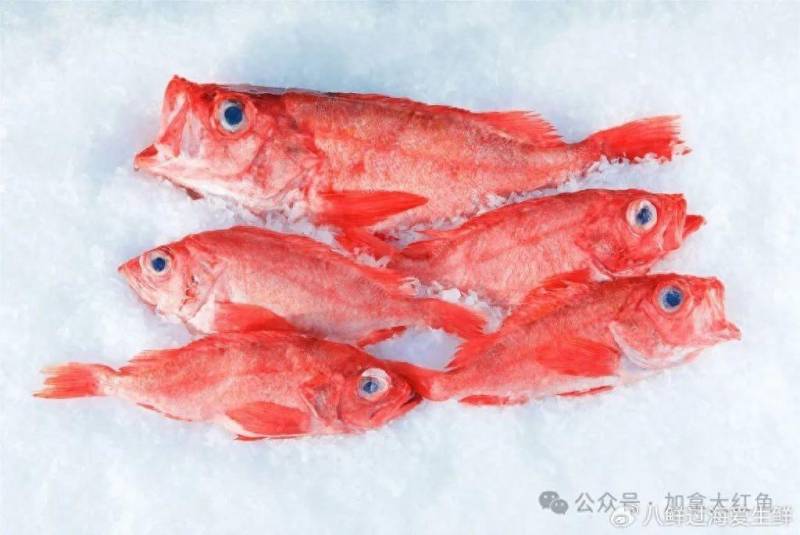 一次冷凍紅魚整魚保鮮，加拿大紅魚，隨時享用不需解凍！
