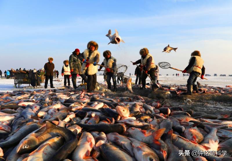 查干湖冬捕再创奇迹，36万斤鱼丰收背后的秘密