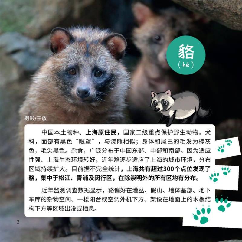 上海270个小区发现野生貉，林业部门提醒居民安全共存