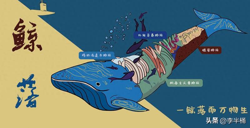 鲸落，深海生命的盛宴与海洋生态的奇迹