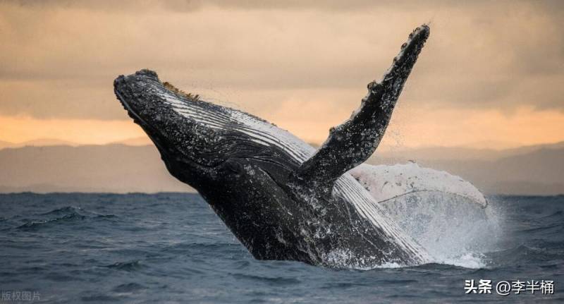 鲸落，深海生命的盛宴与海洋生态的奇迹