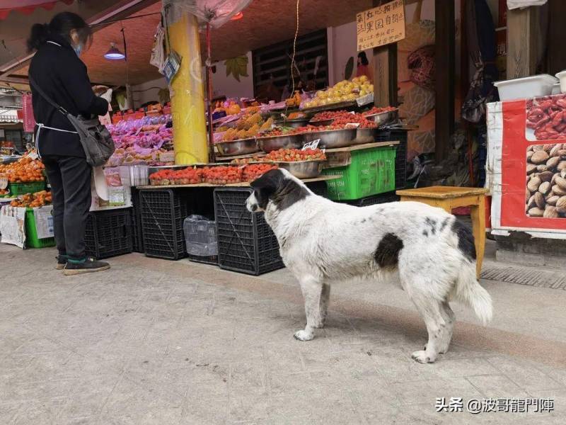 跟着青羊嬢嬢逛菜市场，发现地道成都味