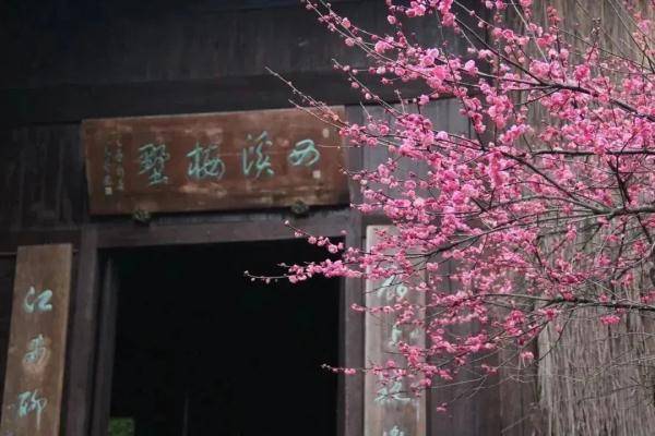 梅花打卡赏梅胜地，浙江这些美景，哪个是你的最爱？