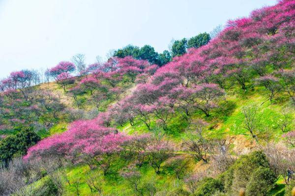 梅花打卡赏梅胜地，浙江这些美景，哪个是你的最爱？