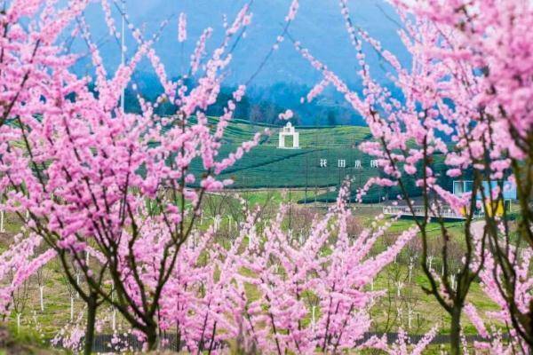 梅花打卡赏梅胜地，浙江这些美景，哪个是你的最爱？