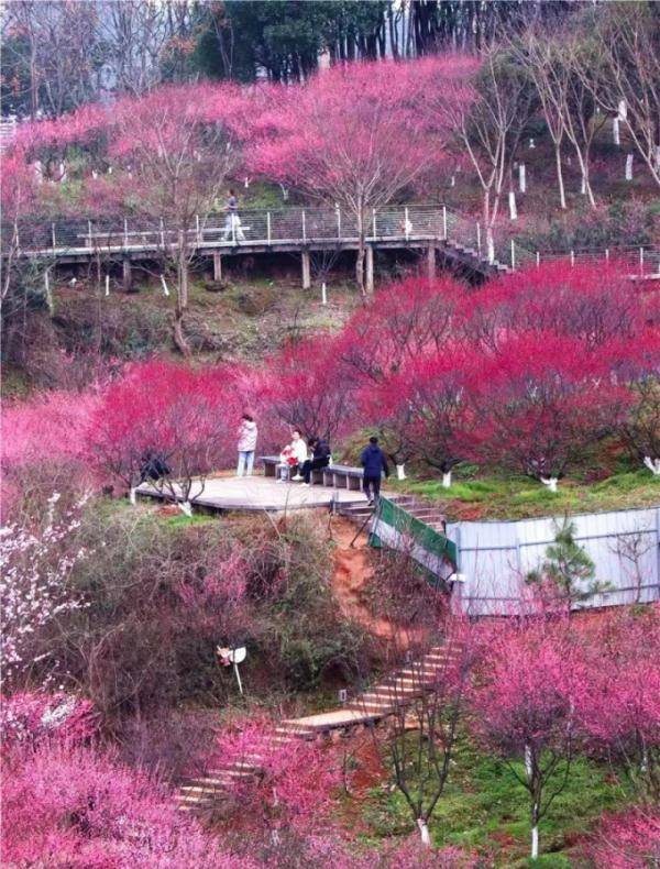 梅花打卡赏梅胜地，浙江这些美景，哪个是你的最爱？