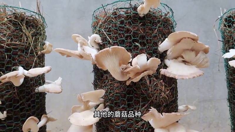 【视频】25天的培育，收获成熟的蘑菇，一天可以看25次的蘑菇视频