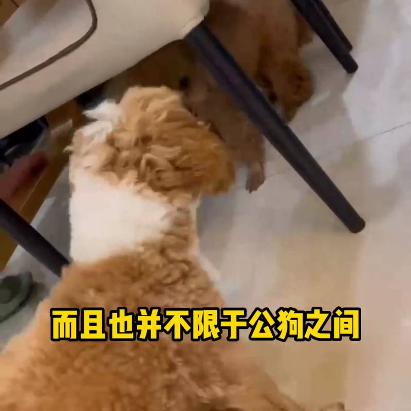 不同小狗打架名場麪，萌態百出，趣味橫生 #北京
