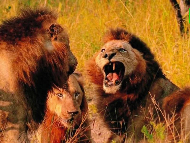 《狮子王国，非洲最强新篇章 幼狮崛起》