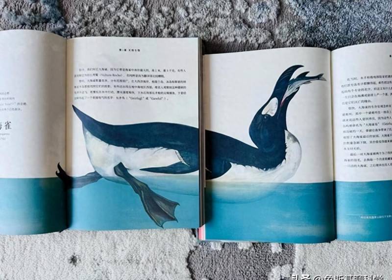 哈士奇的微博，揭秘鯨頭鸛，世界上現存頭最大的鳥，究竟有多奇葩？