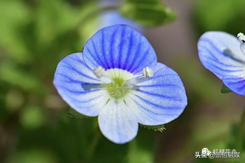 春天开的小野花， 这种神秘的小蓝花，你了解它的故事吗？
