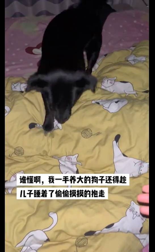 狗子成兒子的小夥伴，爸爸的失落與訢慰