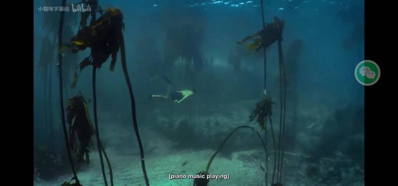 《章鱼老师第2季》，海洋奇缘与师生情深