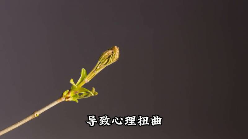 震惊！连环凶手竟然是伊芙琳的儿子，天才智障的双面人生 #凶手真相