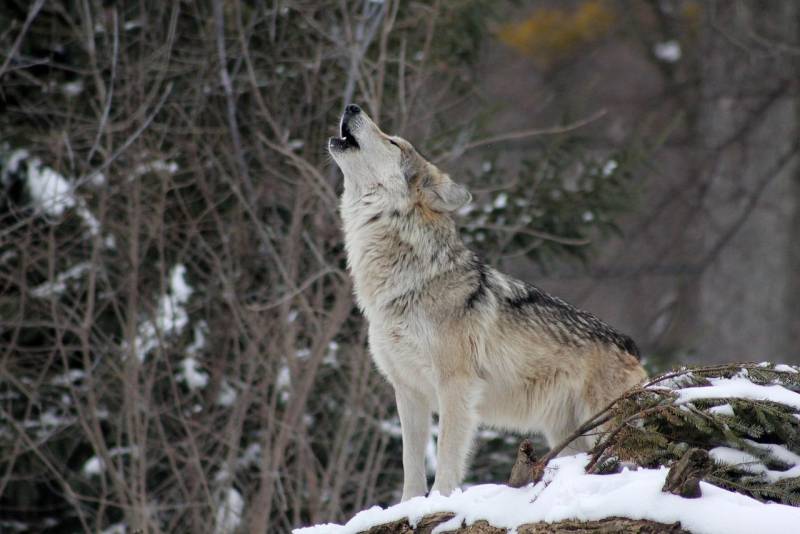 白眼狼，一种生物学上不存在的动物