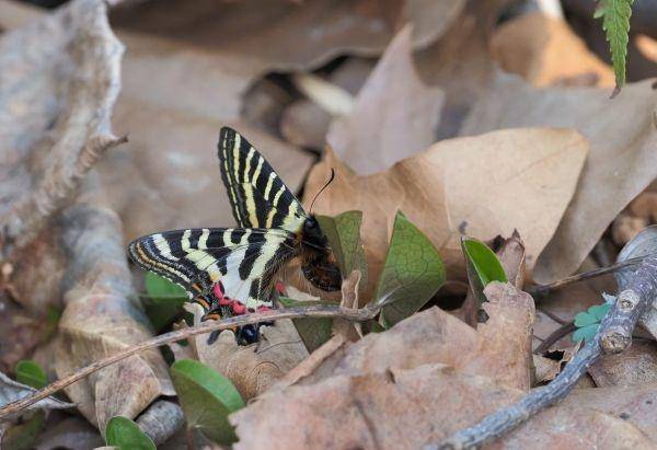 武汉时隔20年发现珍稀蝶种，蝶友追踪4年拍摄“羽化成蝶”惊艳瞬间