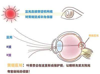 叶黄素被誉为眼睛的守护神，真的能有效保护视力吗？