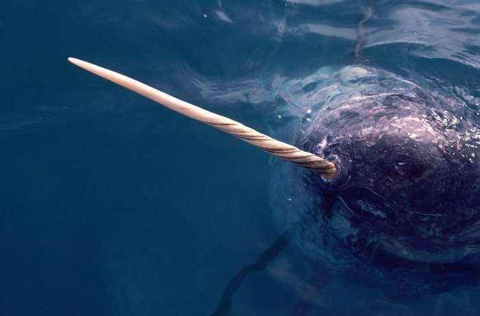 角岛鲸，神秘独角的价值与水族馆的缺失