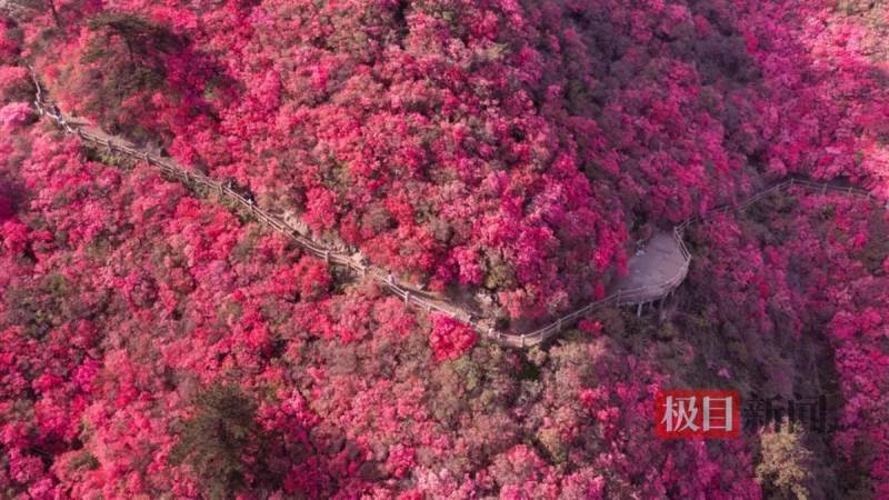 武汉木兰云雾山，春日赏花·探幽|3月30日，黄陂邀您共赏云雾山花海