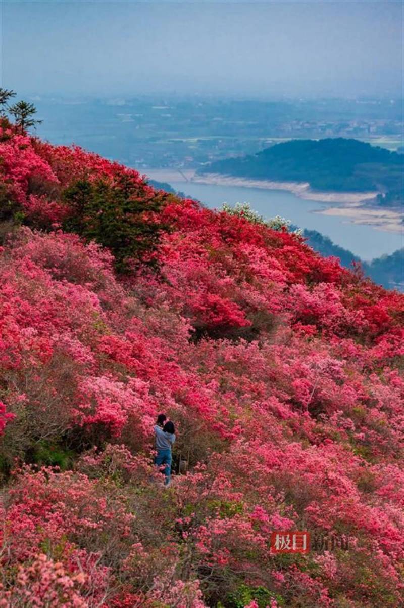 武汉木兰云雾山，春日赏花·探幽|3月30日，黄陂邀您共赏云雾山花海