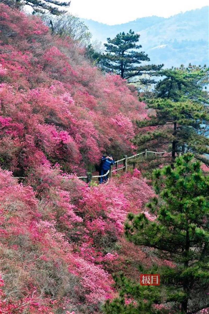 武汉木兰云雾山，春日赏花·探幽|3月30日，黄陂邀您共赏云雾山花海