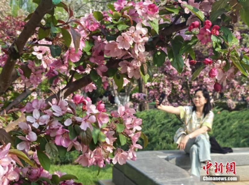 北京元大都海棠花溪美景如画 游客纷至沓来赏花游春