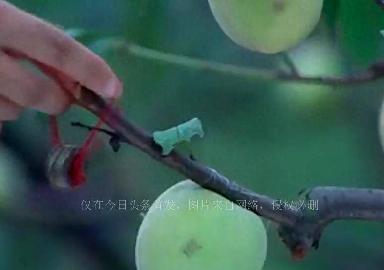 《少年黄飞鸿1黄飞鸿与美女单挑》主演们今昔颜值大对比，岁月不饶人，她们的变化让人惊叹