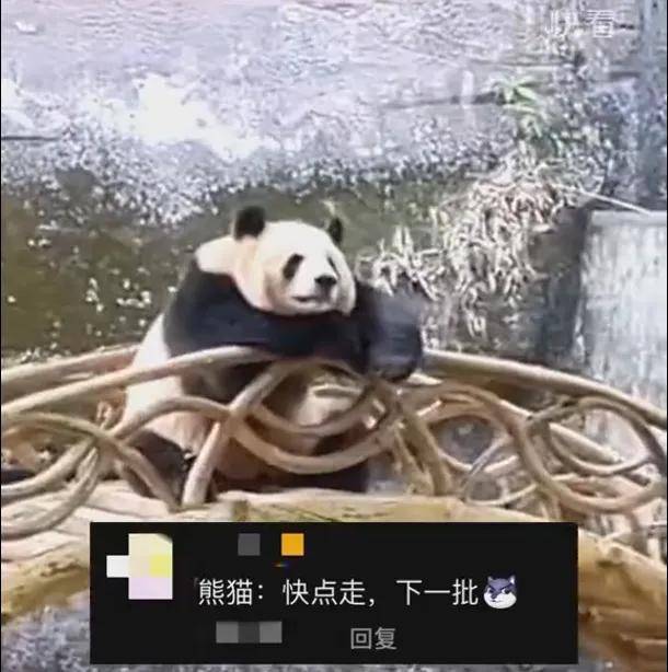 重庆动物园大熊猫反向参观游客，引游客围观