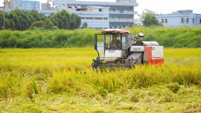 办实事惠州博罗免费发放1.3万斤优质稻种助力春耕生产，当地政府推进农业现代化