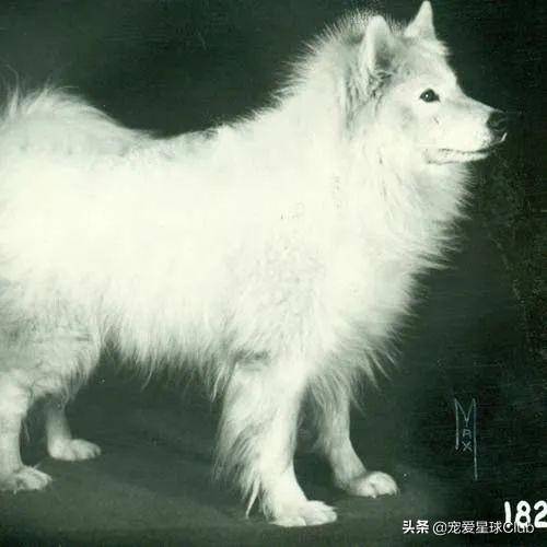 萨么耶 | 萨摩耶犬，微笑甜美的冰雪精灵，魅力解析
