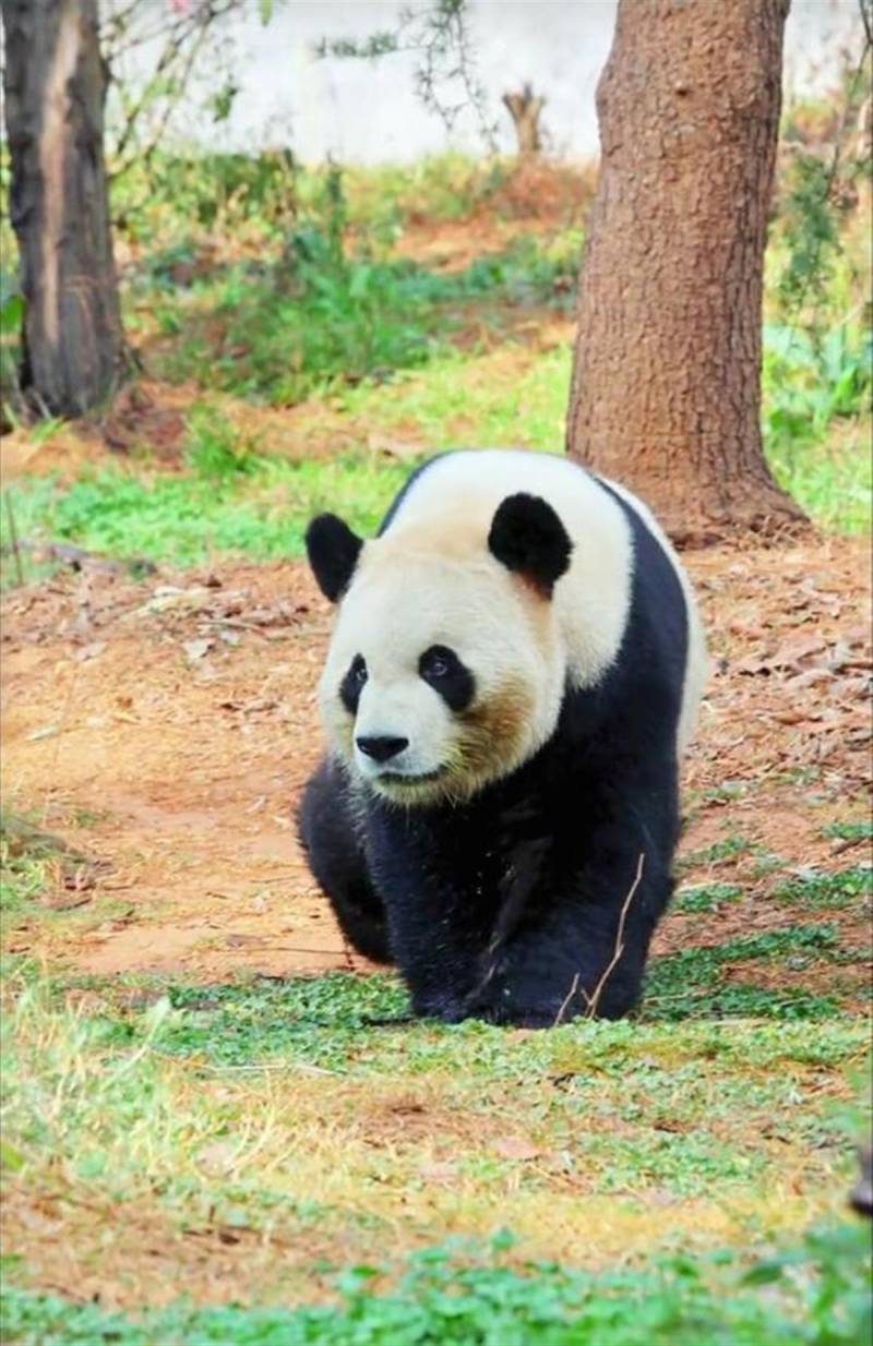 大熊猫走姿似狂飙高启盛，动物园曝其豪放吃相，竹子犹如撸串般享受