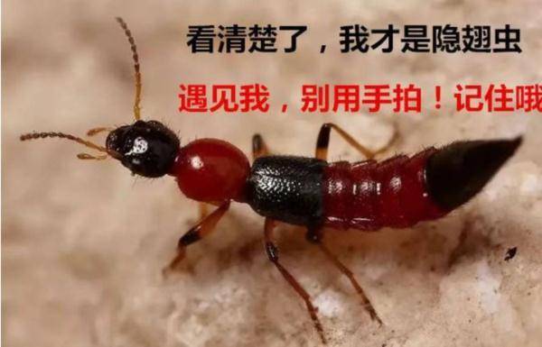 隐翅虫不仅是上海本土昆虫 预防与应对方法一览