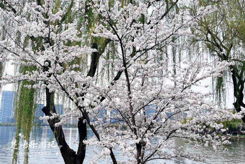 绍兴樱花盛开,漫山遍野如雪海,网红景点免费开放,美哭游客!