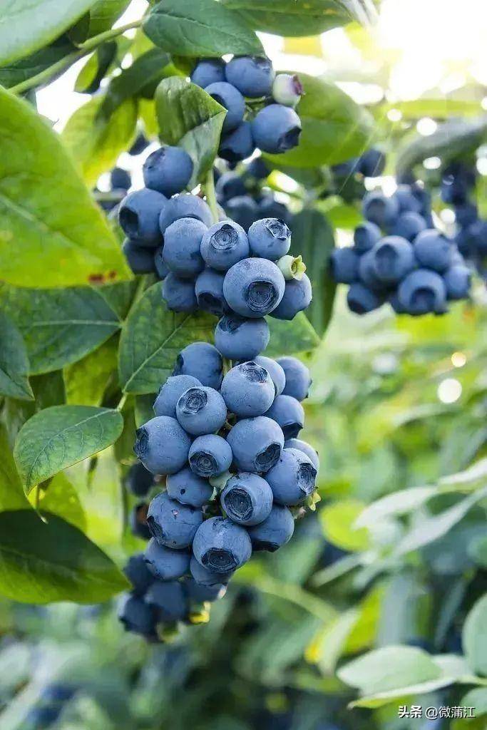 藍莓山紅了 | 有機果實採摘季開啓！盡享自然恩賜的甘甜！
