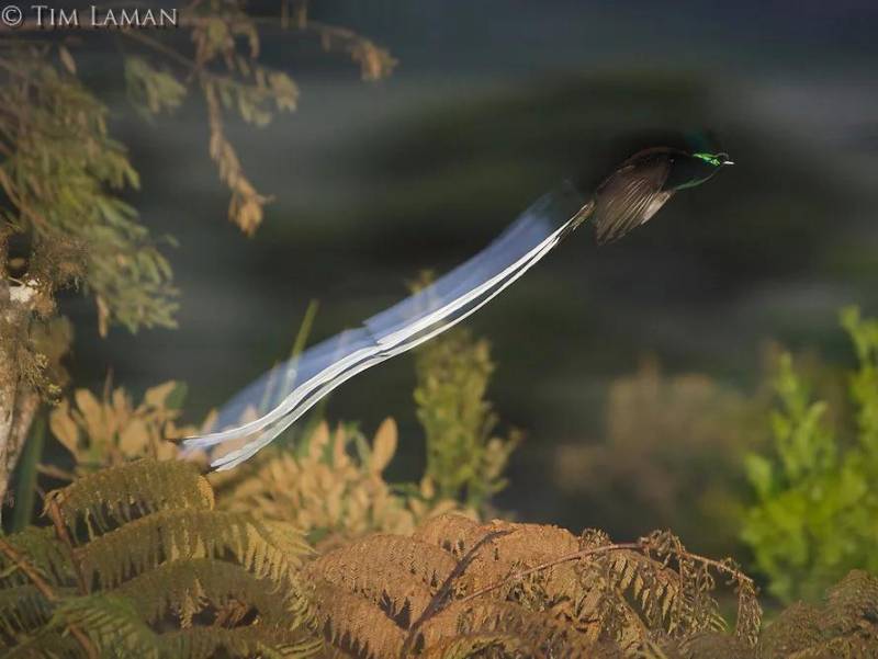 体验史上最长的精灵，尾羽占比之最的鸟类