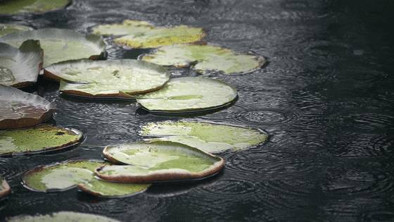 烟雨江南太仓，梦回明清古镇