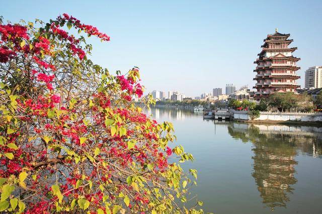 【美丽惠州】踏青赏花，2024惠州春日花卉盛景与美食探寻