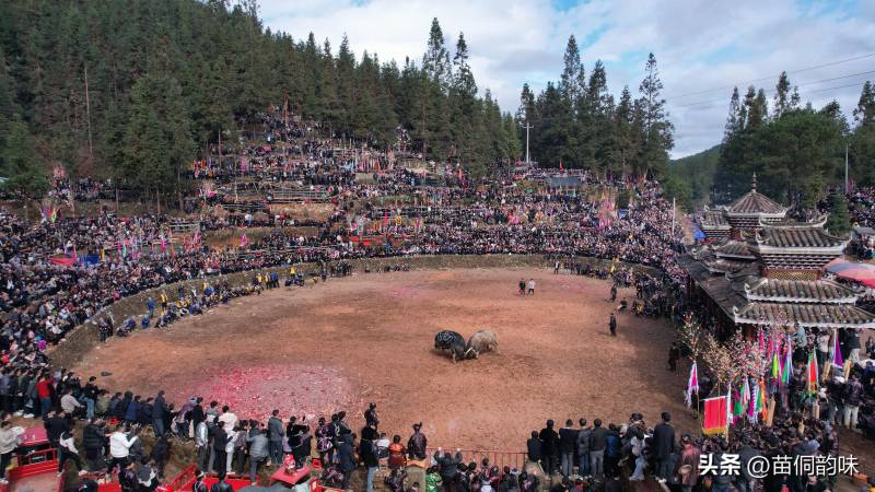 歡樂鬭牛怎麽玩，侗族同胞傳統競技賀新春